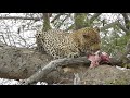 Massive Male Leopard eating in Kruger National Park