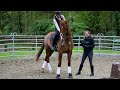 Das erste mal frei reiten  anreiten im roundpen  junge pferde ausbilden