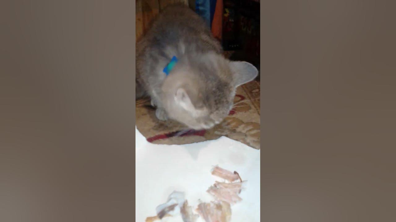 Смішні коти #котик#їсть мясо - YouTube