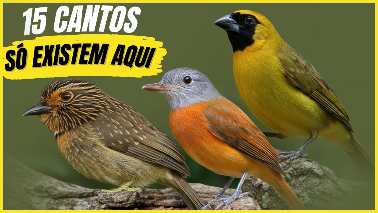 15 Cantos De Aves 