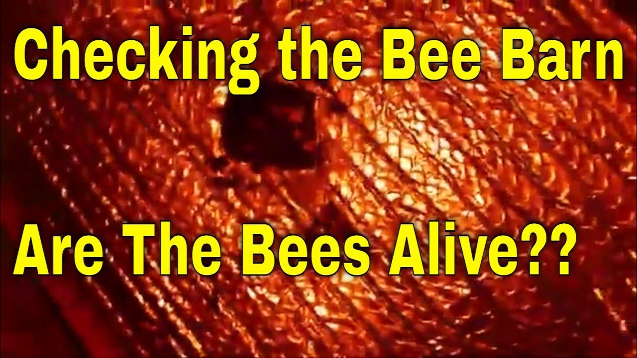 Bee Barn CheckThat Bee Man YouTube