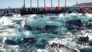 Harvesting Giant Bluefin Tuna With Big Net Caught Millions of Tuna on Boat