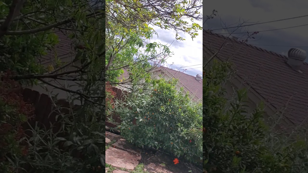 Wild finches nyjer seed mesh sock