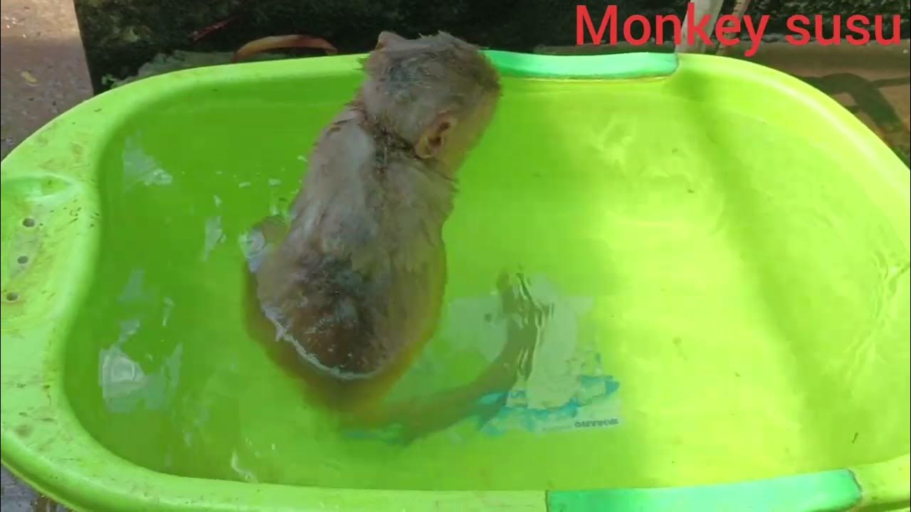 baby monkey takes a bath.bathe baby monkey susu YouTube