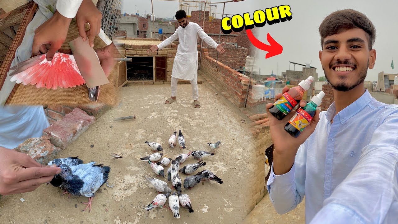 Barish Ka Mausam Mein ⛈️ Kabutar Uda Diye 🕊️