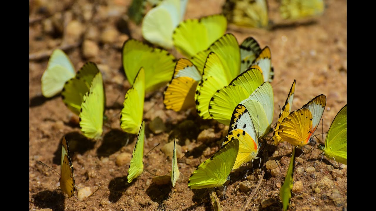 Birds, Butterflies and Idyllic Camping--Bullbush Campsite, Queen Elizabeth National Park