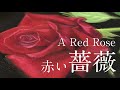 【チョークアート】赤い薔薇  A Red Rose