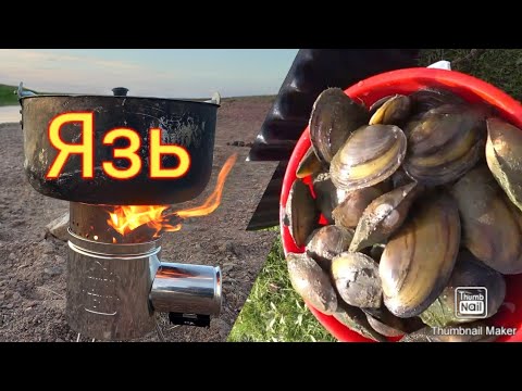 ЯЗЬ НА РАКУШКИ