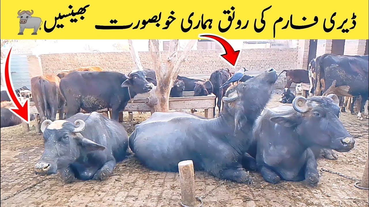 Dairy Farm Par Buffaloes Ki Bethak🐃 | Indian Murrah Buffalo | Azhar ...