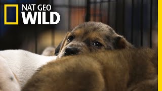 How to Save Your Pet's Life in a Natural Disaster | Nat Geo Wild