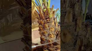 আজ ছোট একটা খেজুর গাছ ডেকর করে দিলাম#saudiaarbia #banglavoicevideo #blogger #খেজুর #খেজুরগাছ