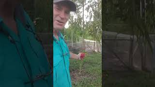 Food Forest Thailand | Fruit production update #shorts  #foodforest #retirecheapjc