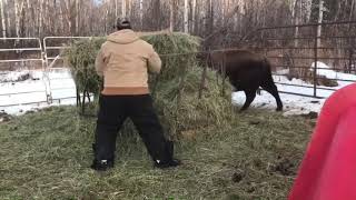 Riding A Wild Buffalo