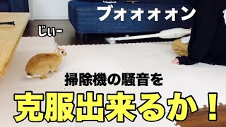お父さんと一緒なら掃除機の音もヘッチャラ説~ネザーランドうさぎのウサ #432