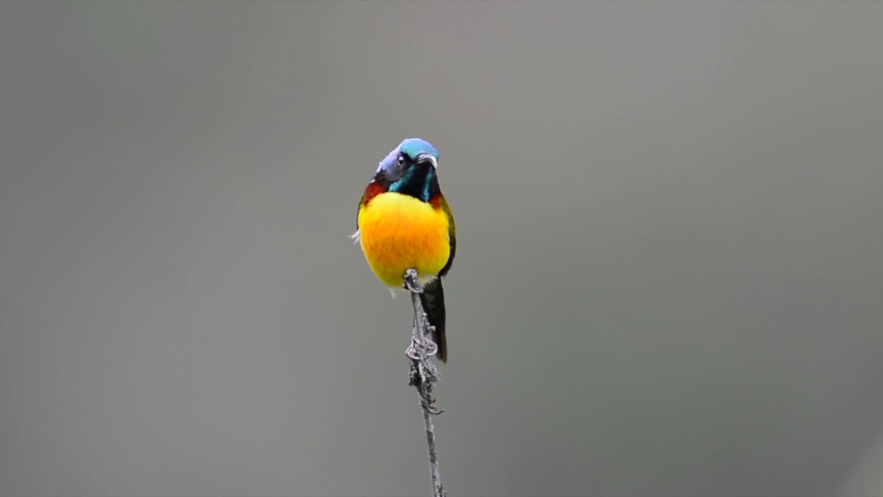 The Green-tailed Sunbird (Aethopyga nipalensis) 