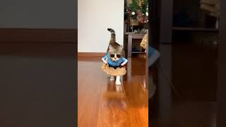 Super cat model Fifi — professional catwalk!