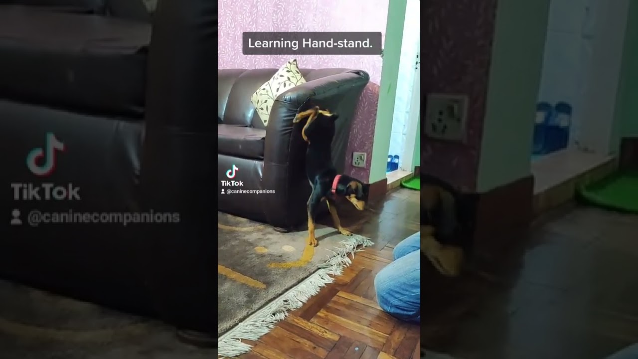 learning Hand-stand || Dog Training in Nepal