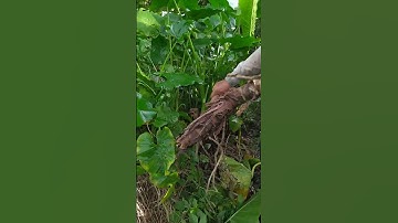 vô ngay đám cả tấn: củ bạc hà núi.