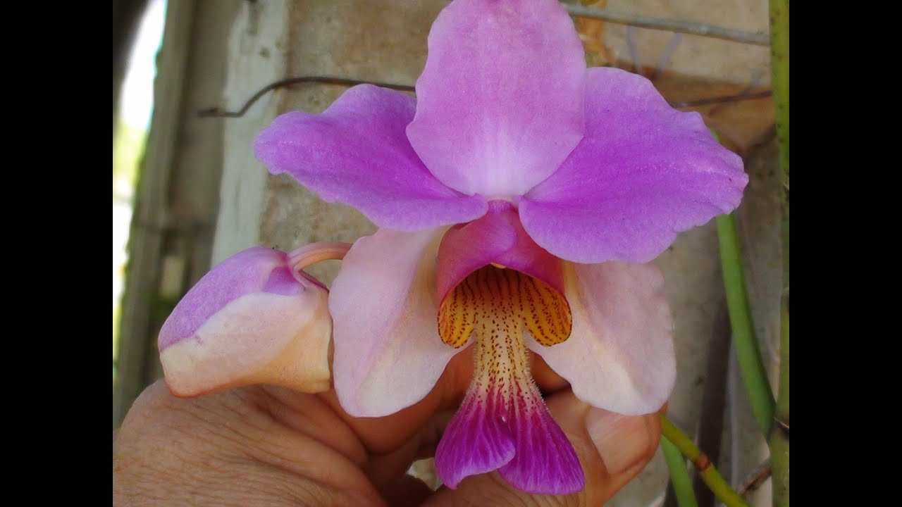 plantando-vanda-teres-papilionante-teres-no-vaso-youtube