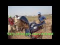 FINIC Rice Threshing Machine - Made in  Sierra Leone