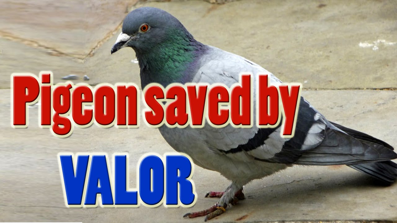Racing Pigeon for life saved by VALOR, Tn Pigeon for sale , Bird 
