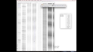 HYDROIDexp, Step 1: Gel image digitization using ImageJ
