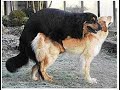 Wow Smart  Rural Dogs !! Dog Meeting for the Summer Season in Village.