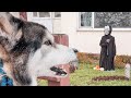 Huge Husky PROTECTS Us From Small Scary Person!