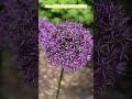 Allium蔥屬植物/大花蔥/碩蔥花語:聰明與智慧,圓滿、團結,勇敢與力量,幸福與新生活,步步高升 #flowers #allium #nature #flowerspotting #flower