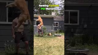 Ranking Funniest Pet Moments 😂 #shorts #trending #viral #explore #ytshorts #funny