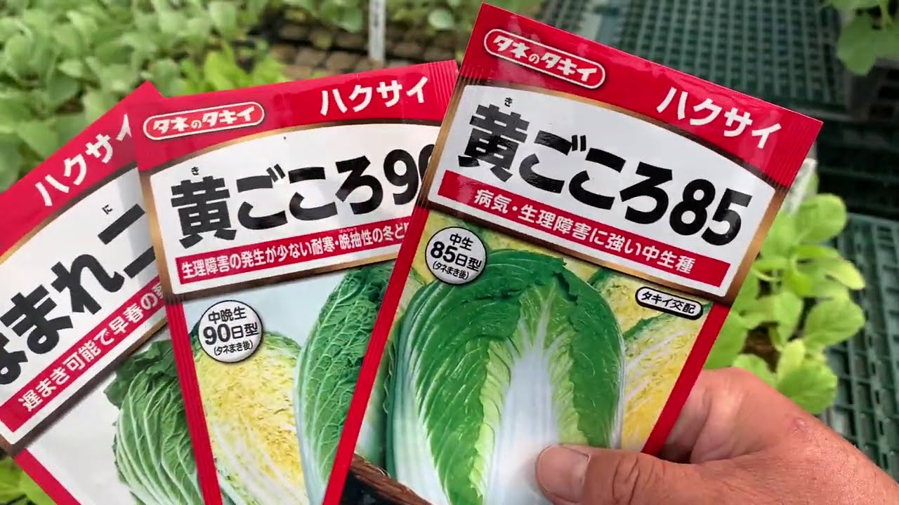 病気に強く美味しい白菜の種まき 家庭菜園向け 8 23 Youtube