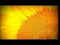 Sunflower Gold Midsummer Delight 