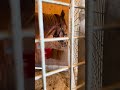 【セカンドキャリウマ】　ふれあい体験馬/農耕馬編オフショット　～目と鼻の先のルームメイト～
