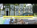 Narooma Seal 🦭 viewpoint #luckyxplorer #vlog #travel #narooma #sealife #beach #tvkkarur #vlog #seal