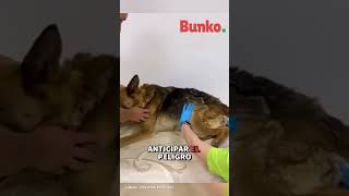 Este perrito esperó a su familia mientras la inundación seguía creciendo
