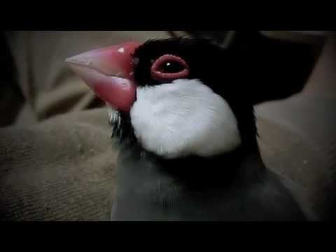 文鳥動画 Java sparrow 桜文鳥寒い日はここが一番！
