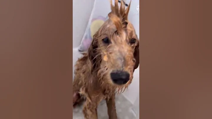 Bath Time! | Bridget and Clancy |