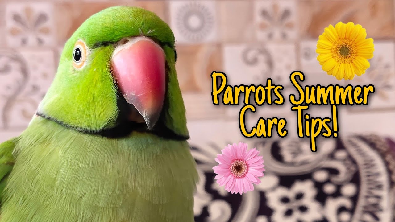 How to take care of Parrots in Summer | Parrot Summer Care Tips