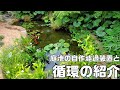 【DIY】庭池ビオトープの自作濾過装置と池の水の循環、夜の様子の紹介。