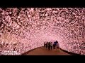Nabana no Sato　illumination