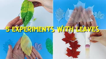 5 Ways to Study Fall Leaves | Fun Science Experiments for Kids | From Chromatography to Preservation