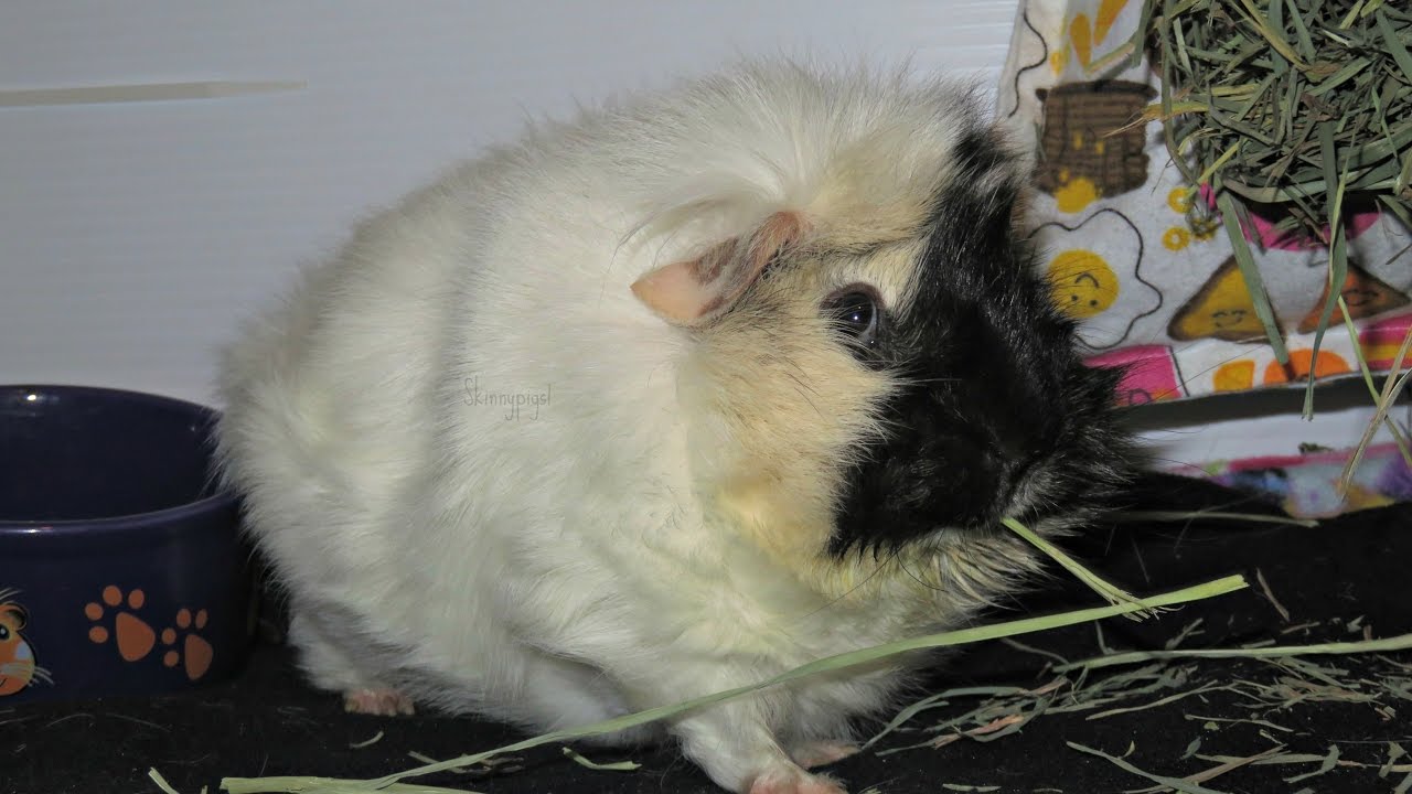 spayed female guinea pig