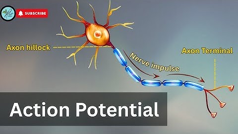 Hodgkin–Huxley Model | Action Potential physiology  | How Nerves Generate Electrical Signals