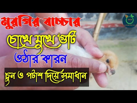 ভিডিও: একটি লাল ঘুড়ি কি মুরগিকে আক্রমণ করবে?