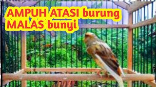 KENARI GACOR Cuit Cuit, Ampuh terapi burung macet dan malas bunyi #kenari #kenarimacetbunyi #kenari