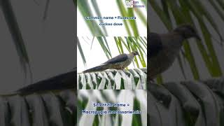 Download Lagu Scientific name of Flores sea cuckoo dove MP3