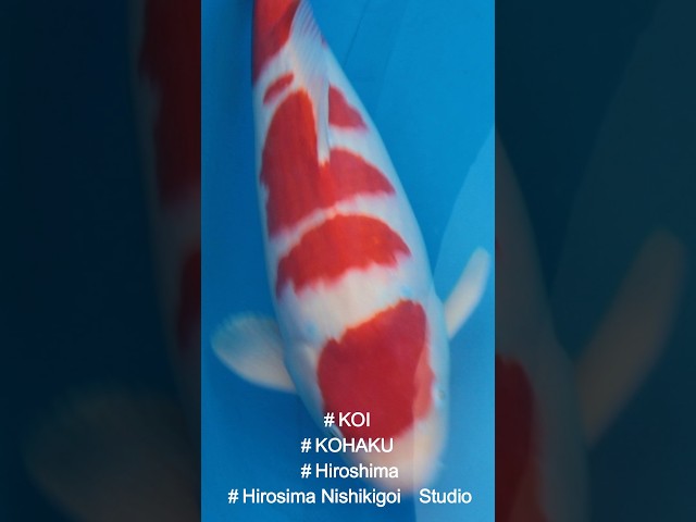 錦鯉【NISHIKI-GOI】KOI／ 紅白【KOUHAKU】／Red and White. ／ 新潟市【NIIGATA-CITY】／Born in 小千谷【OJIYA】／ 3才（3 years old） ／SIZE：40cm Beautiful KOI or 錦鯉【NISHIKI-GOI】is national fish of JAPAN