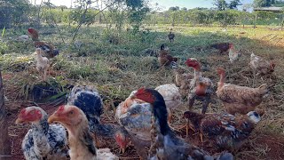 Indio Gigante Com Label Rouge, Monta Natural Soltos Na Chácara.