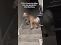 POV ur dog tries on dog shoes for the first time #memes #dog #helpmemakethismakesense #sillydogs