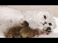 Silver Cat Giving Birth to 4 Kittens | How to Help a Pregnant Cat Give Birth? | Cat labour